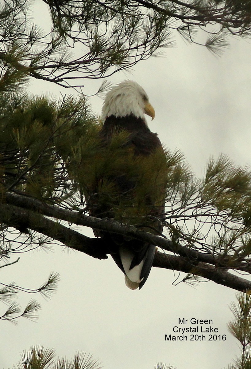 Bald Eagle - Rocky Rhoads