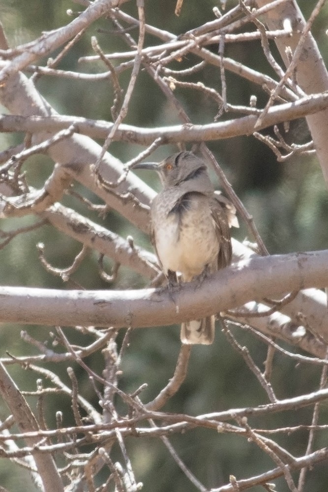 Curve-billed Thrasher (curvirostre Group) - ML92046711