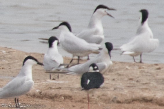 Бахим хараалай - ML92046791