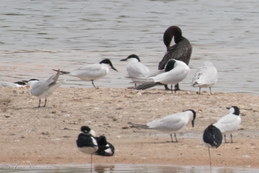 Бахим хараалай - ML92046831