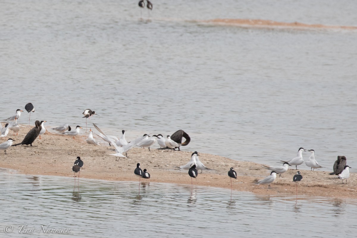 Бахим хараалай - ML92046921