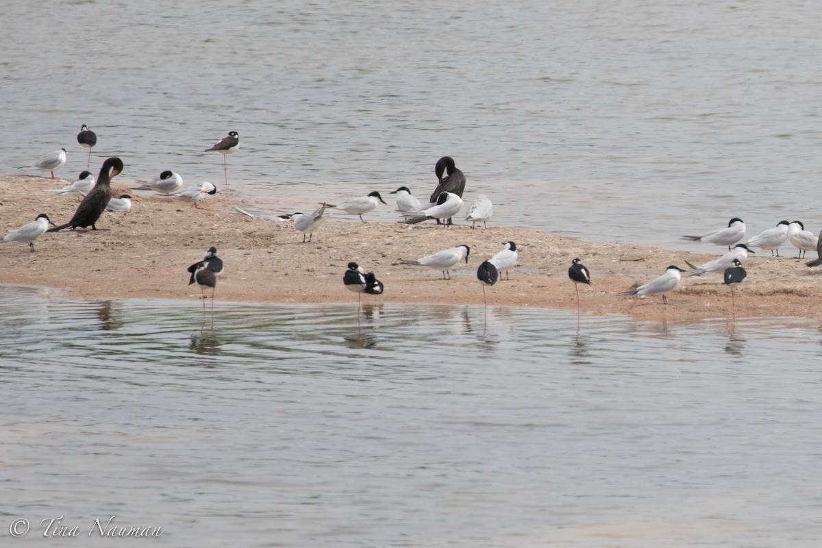 Бахим хараалай - ML92046941