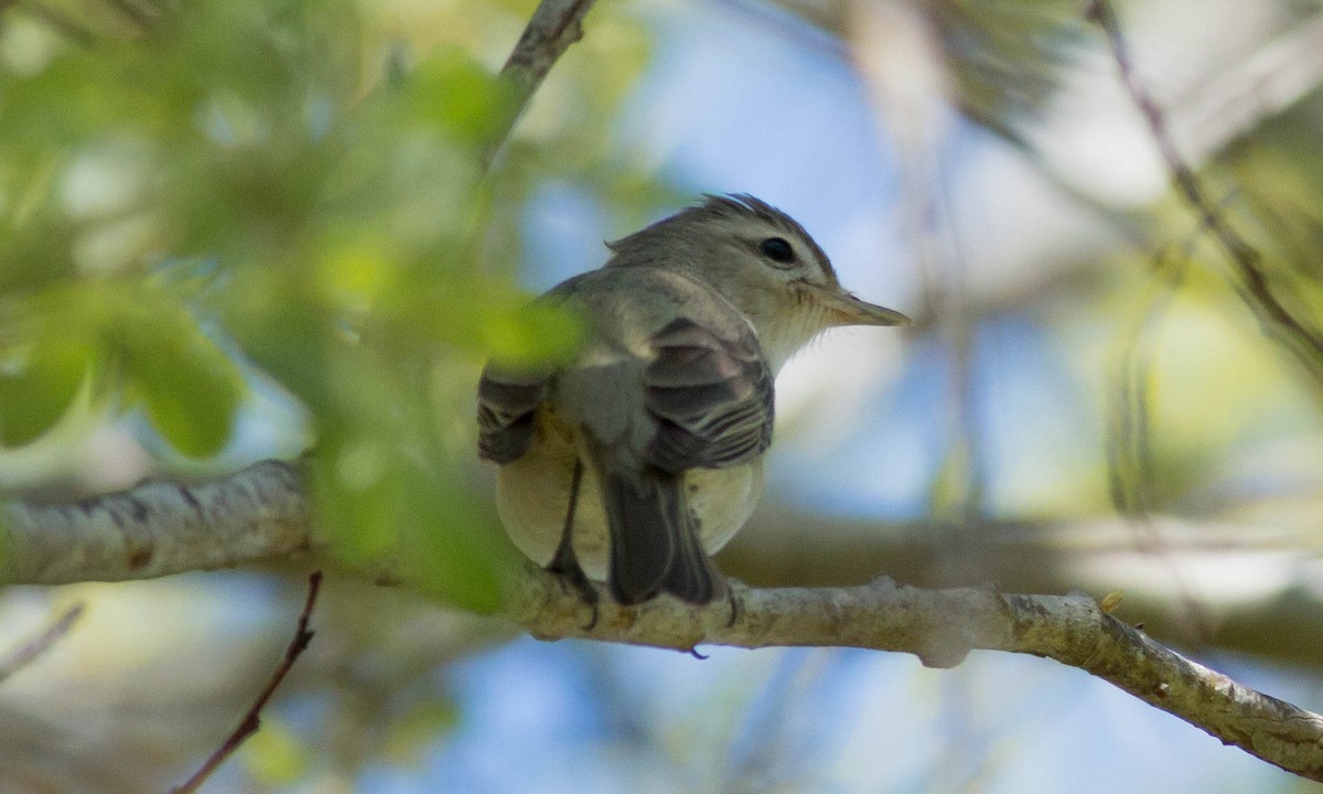 Warbling Vireo (Western) - ML92048381