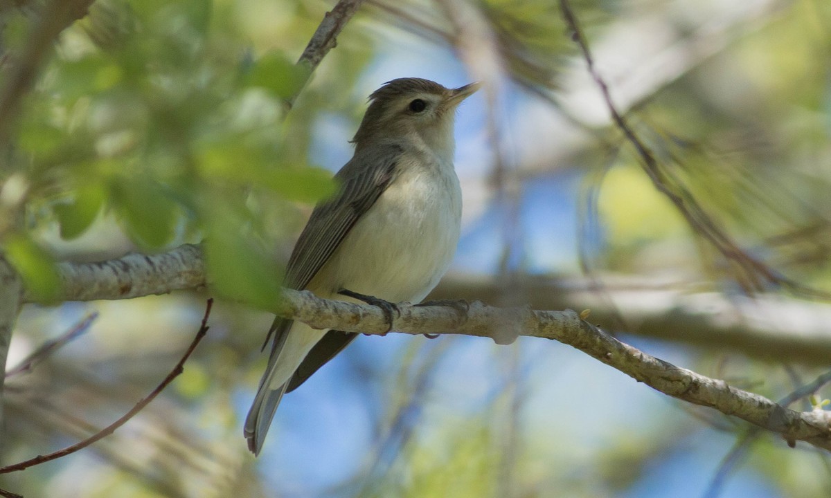 Ötücü Vireo [swainsoni grubu] - ML92048391