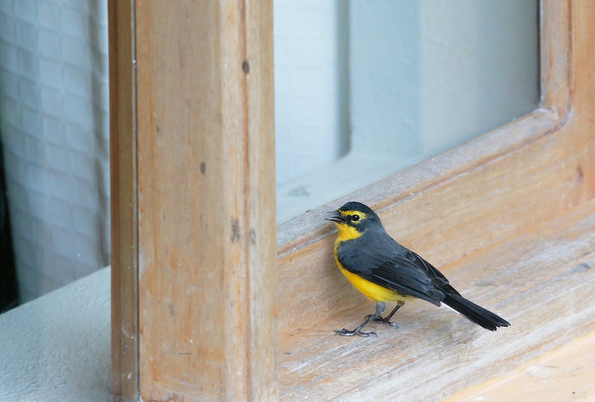 Spectacled Redstart - ML92049551