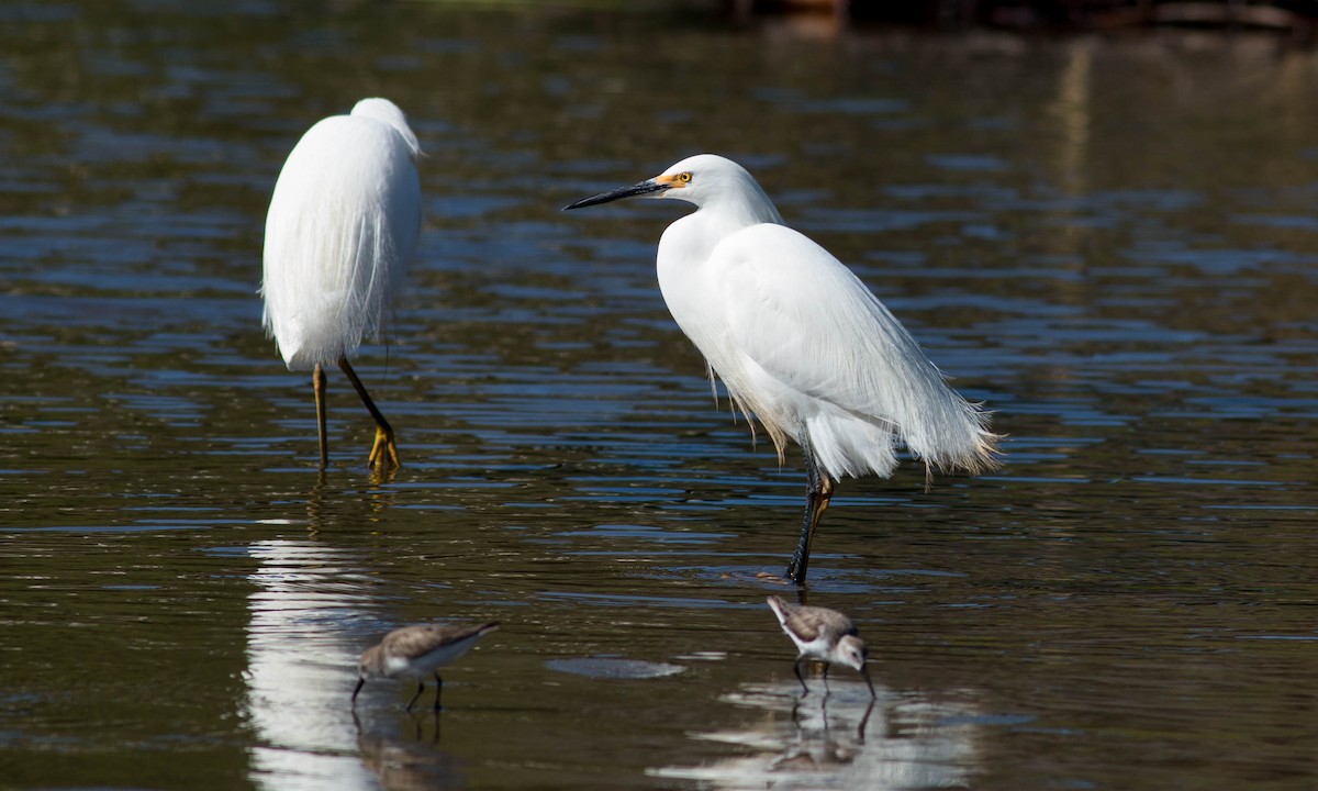 Snowy Egret - ML92050871