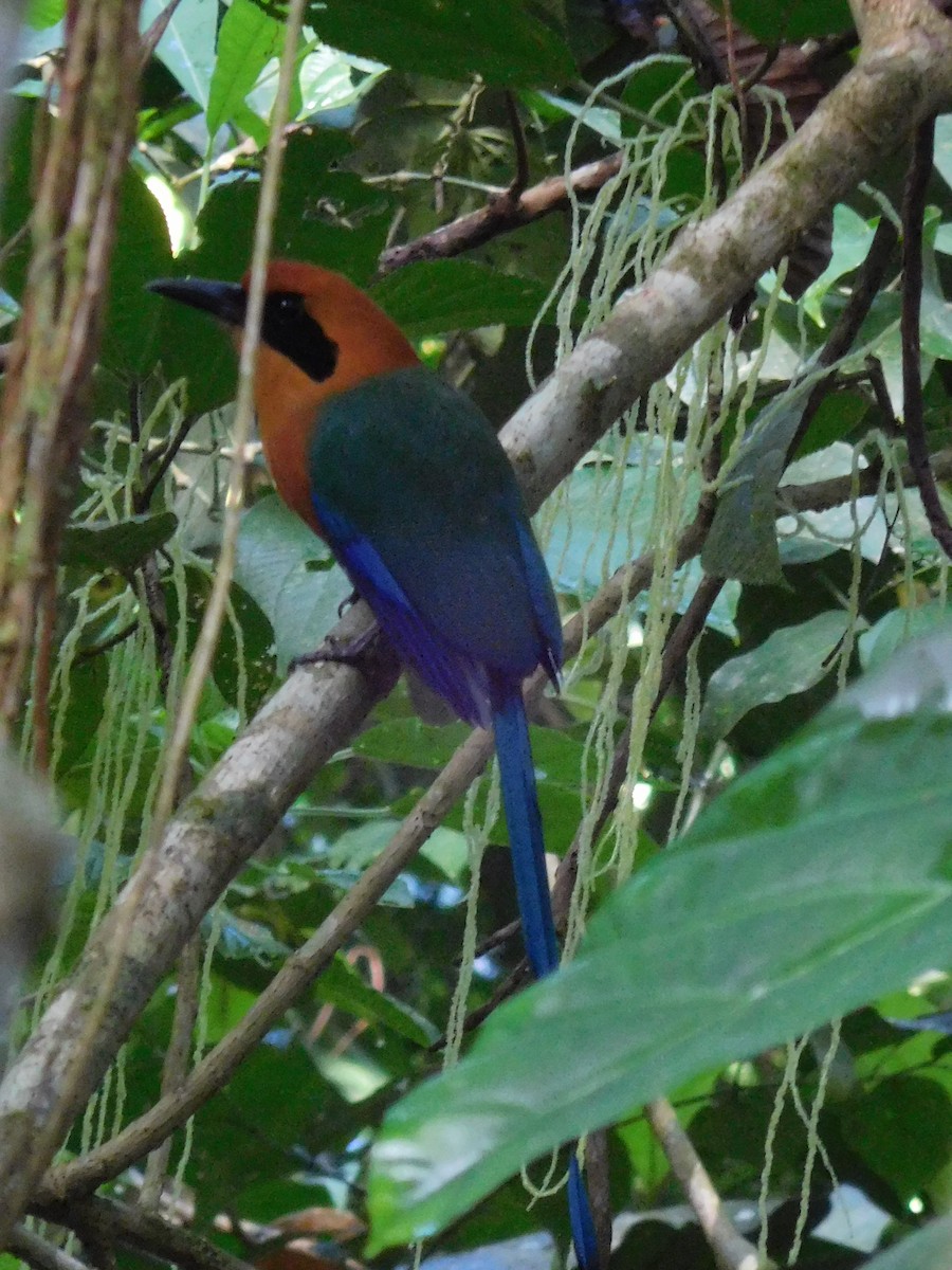 Rufous Motmot - ML92051461