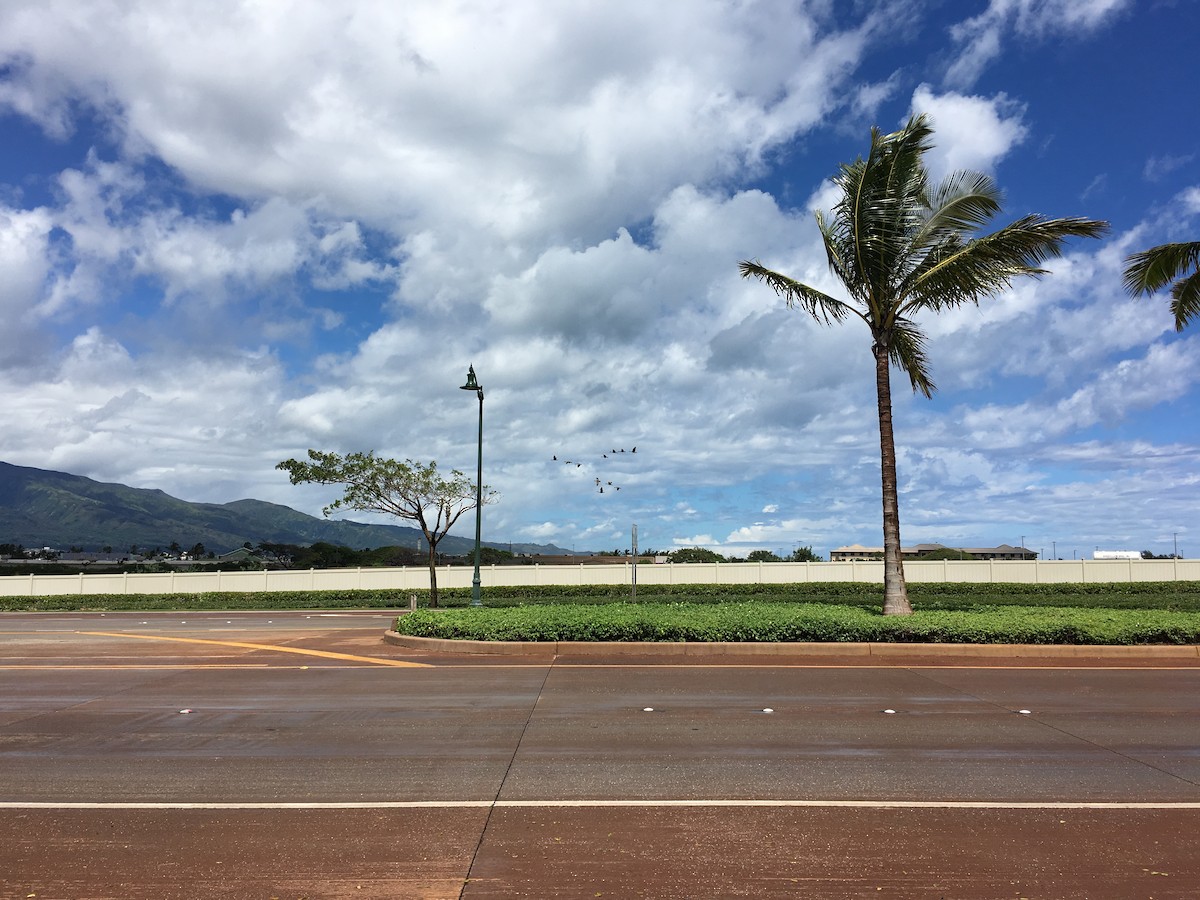 Hawaiian Goose - ML92051471