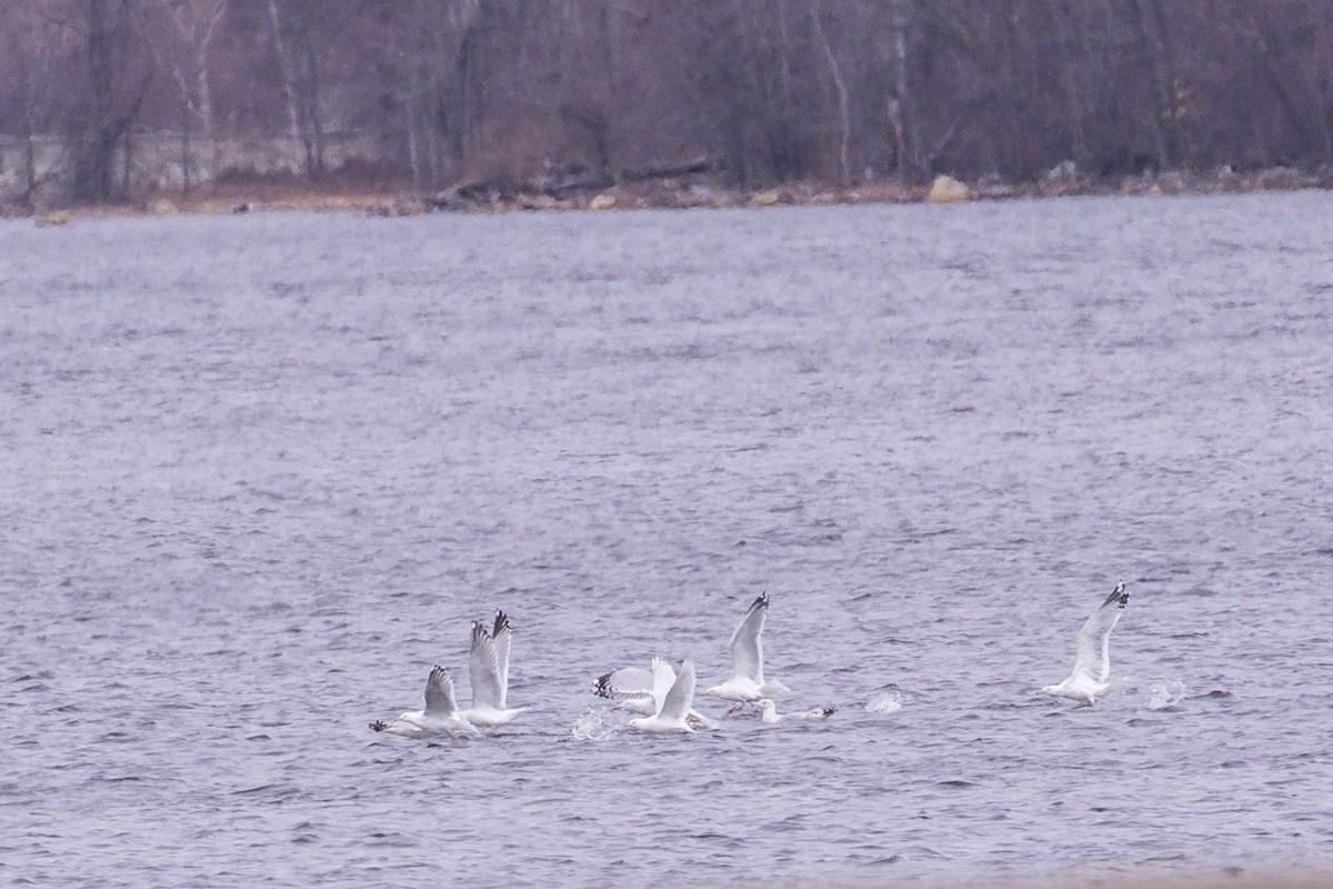 Iceland Gull - Simon Lane