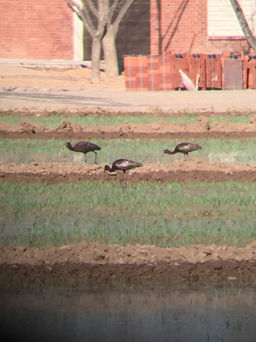 White-faced Ibis - ML92052251