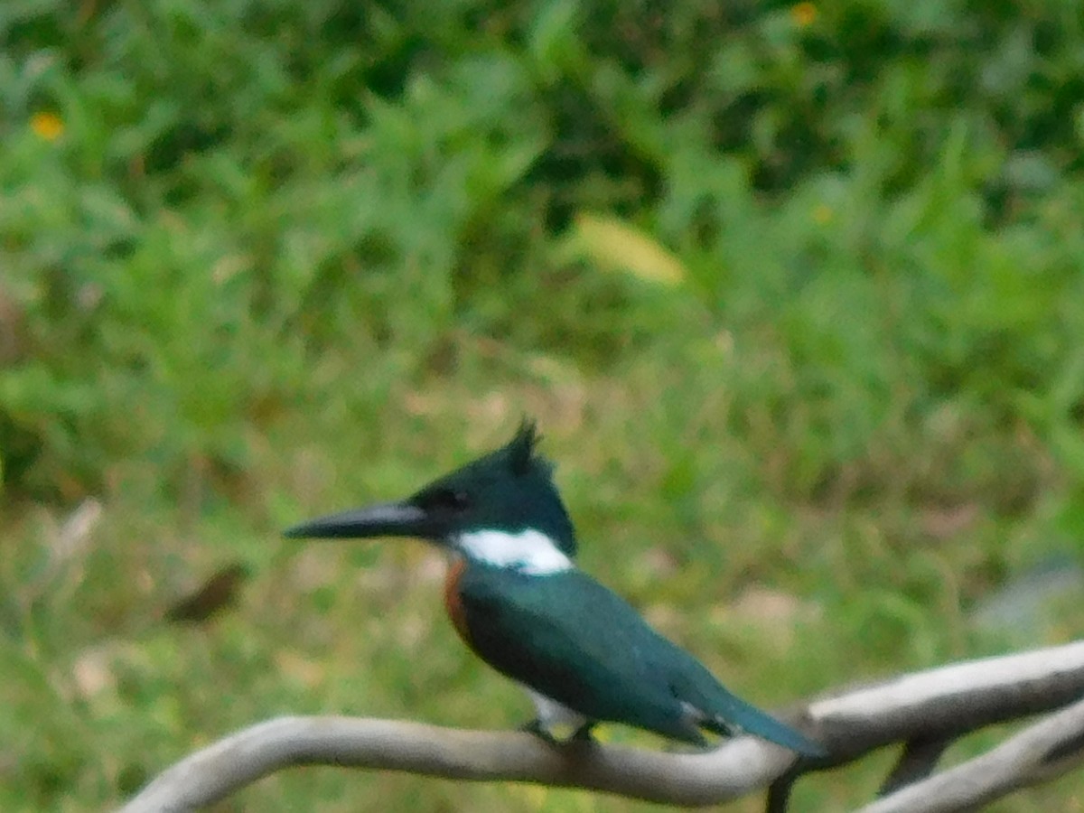 Amazon Kingfisher - ML92052381