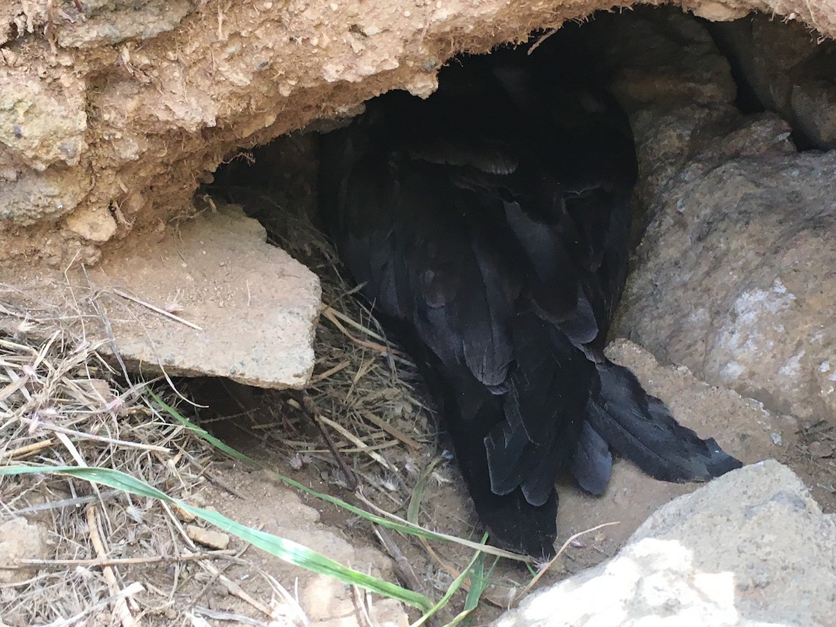 長尾水薙鳥 - ML92052531