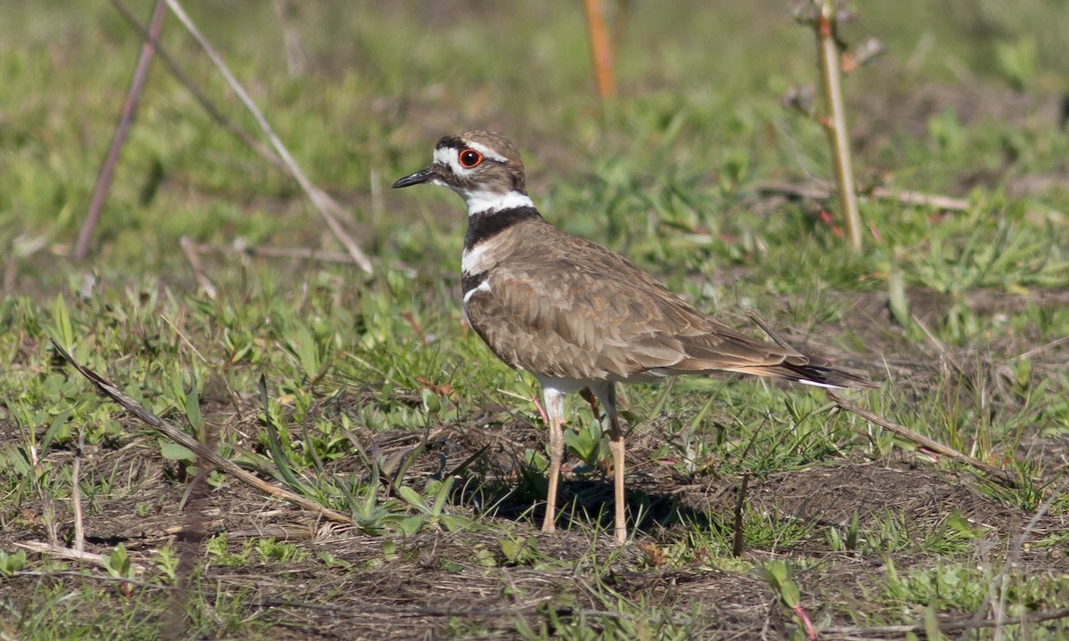 Killdeer - ML92052661