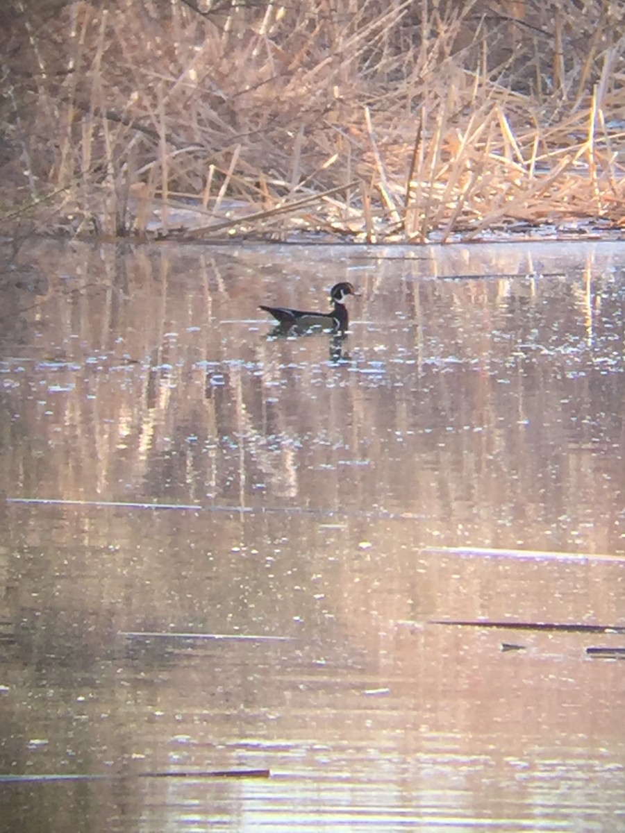 Wood Duck - ML92052851