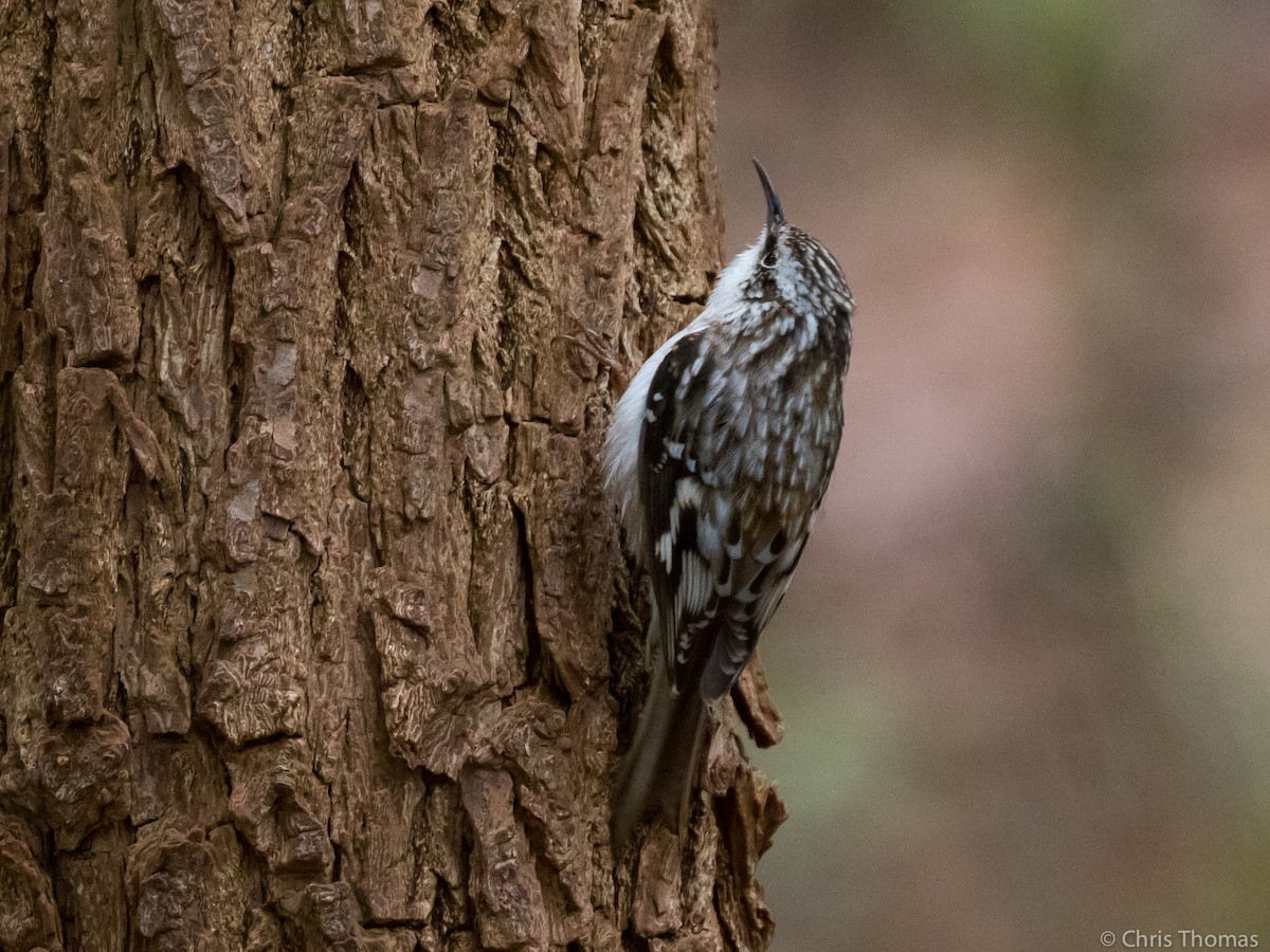 Brown Creeper - Chris Thomas