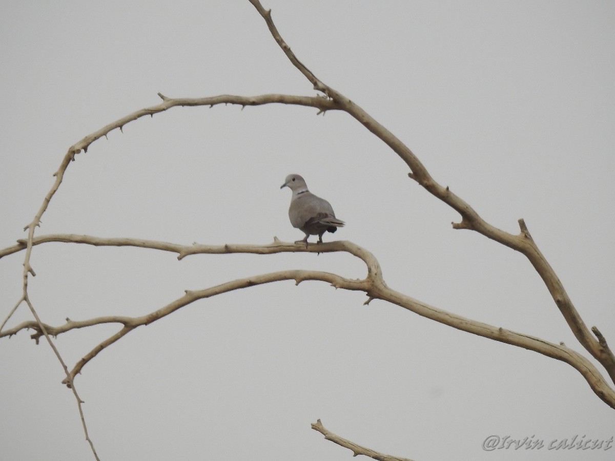 Eurasian Collared-Dove - ML92055511