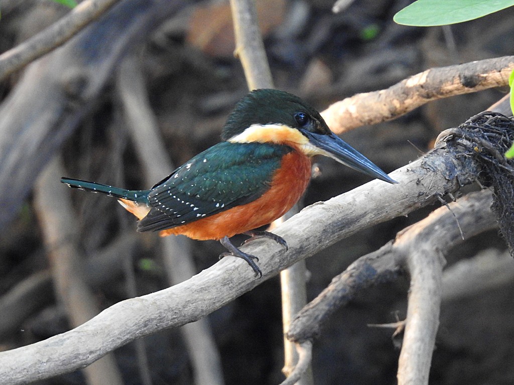 Green-and-rufous Kingfisher - ML92057011