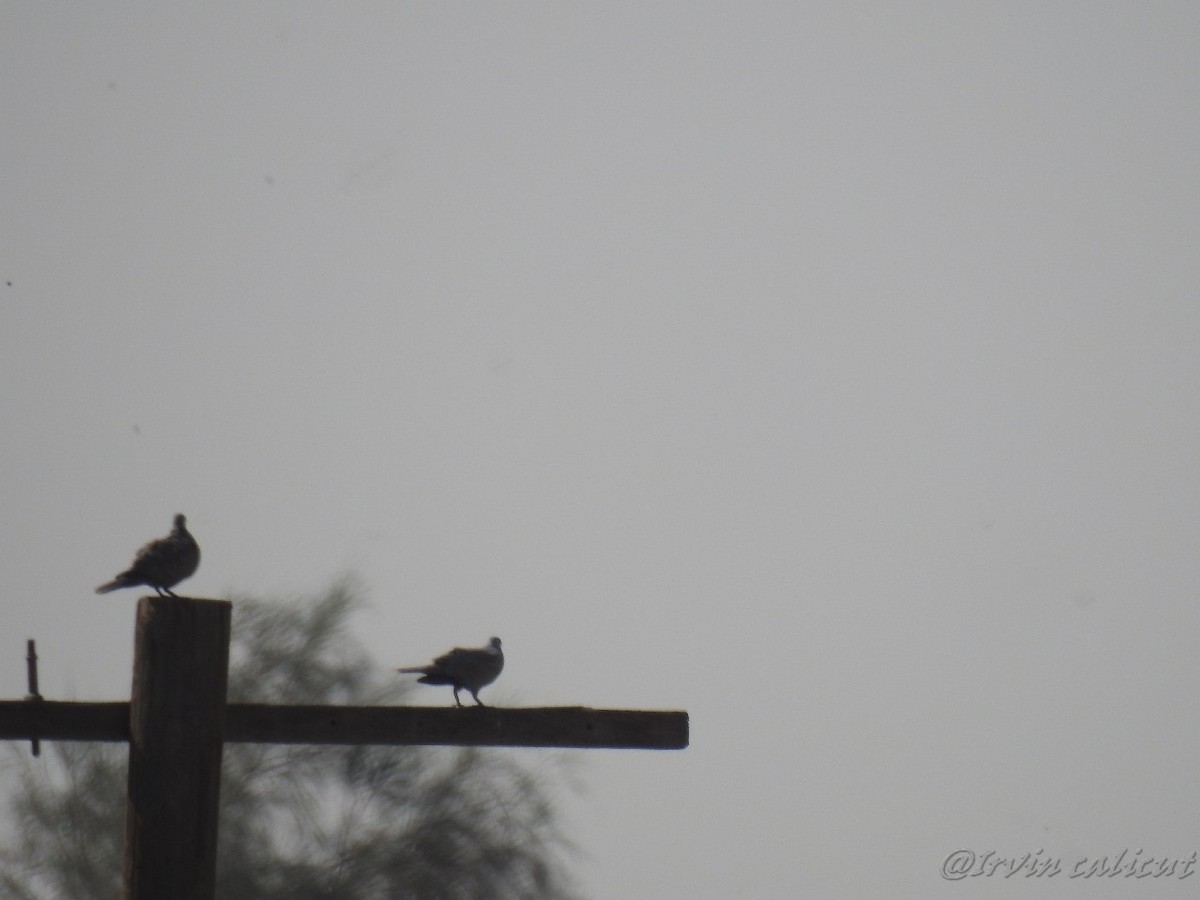 Eurasian Collared-Dove - ML92058411