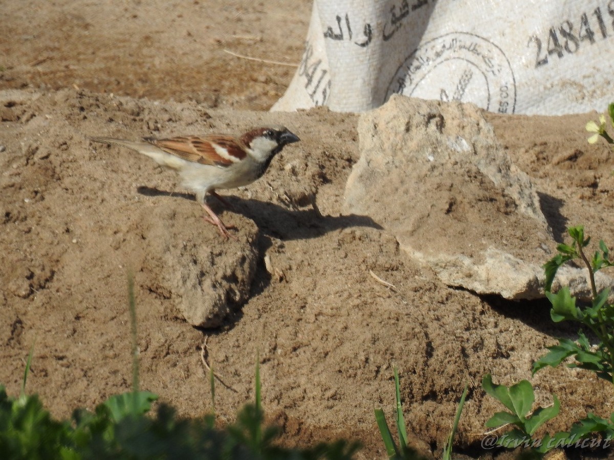 House Sparrow - ML92058481