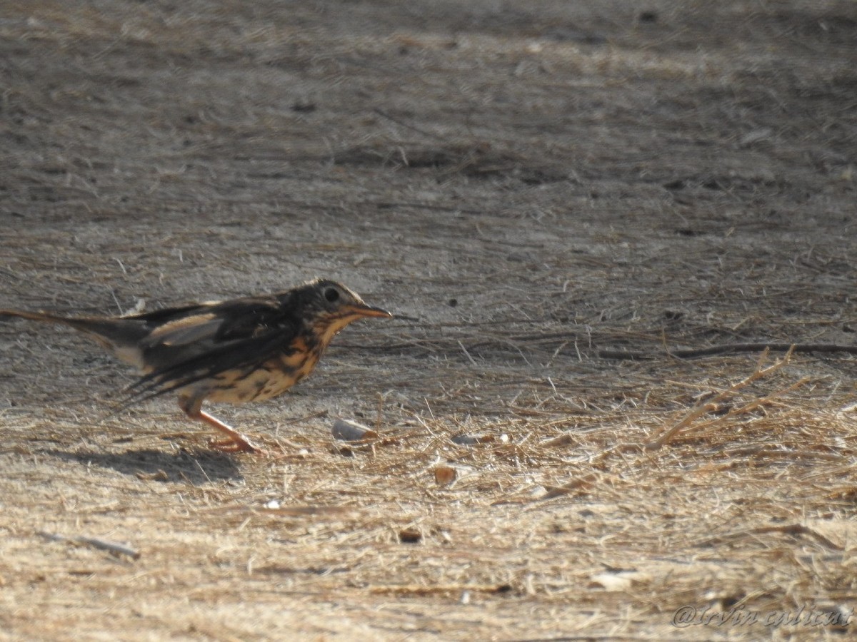 Song Thrush - ML92058621