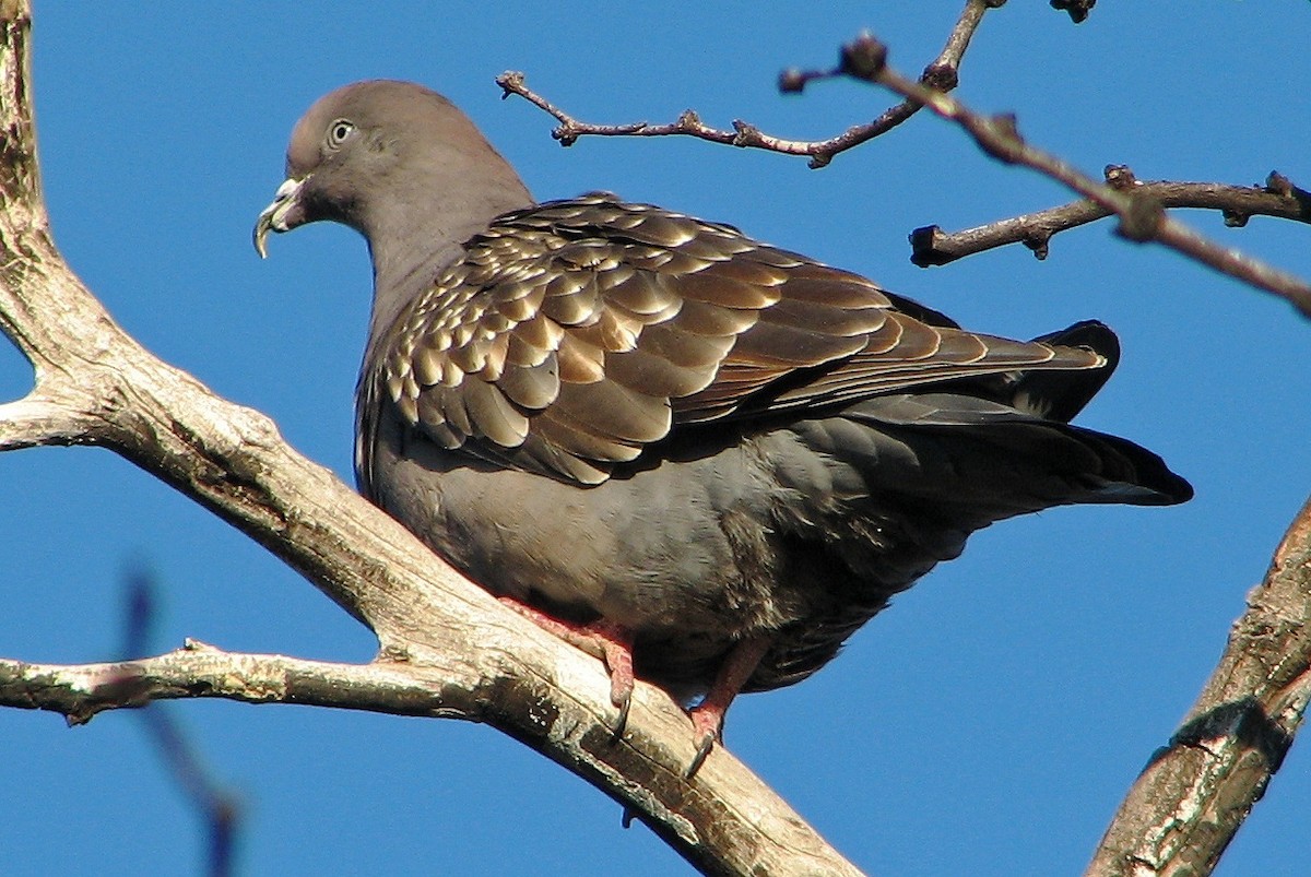 Spot-winged Pigeon - ML92059261