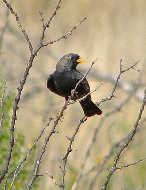 Carbonated Sierra Finch - ML92059991