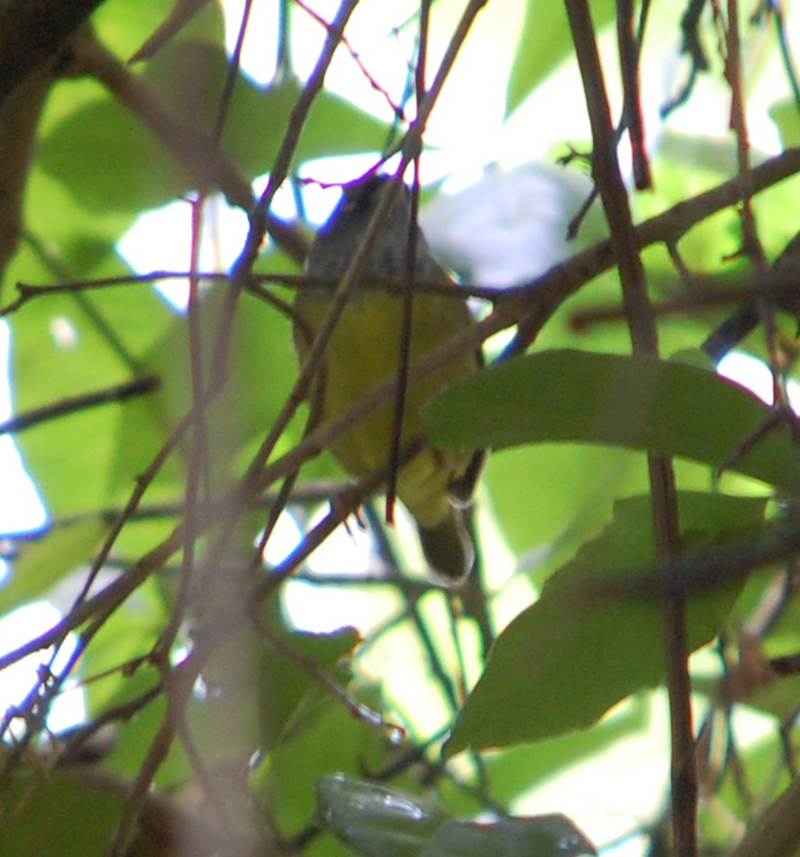 Dickichtwaldsänger - ML92061861