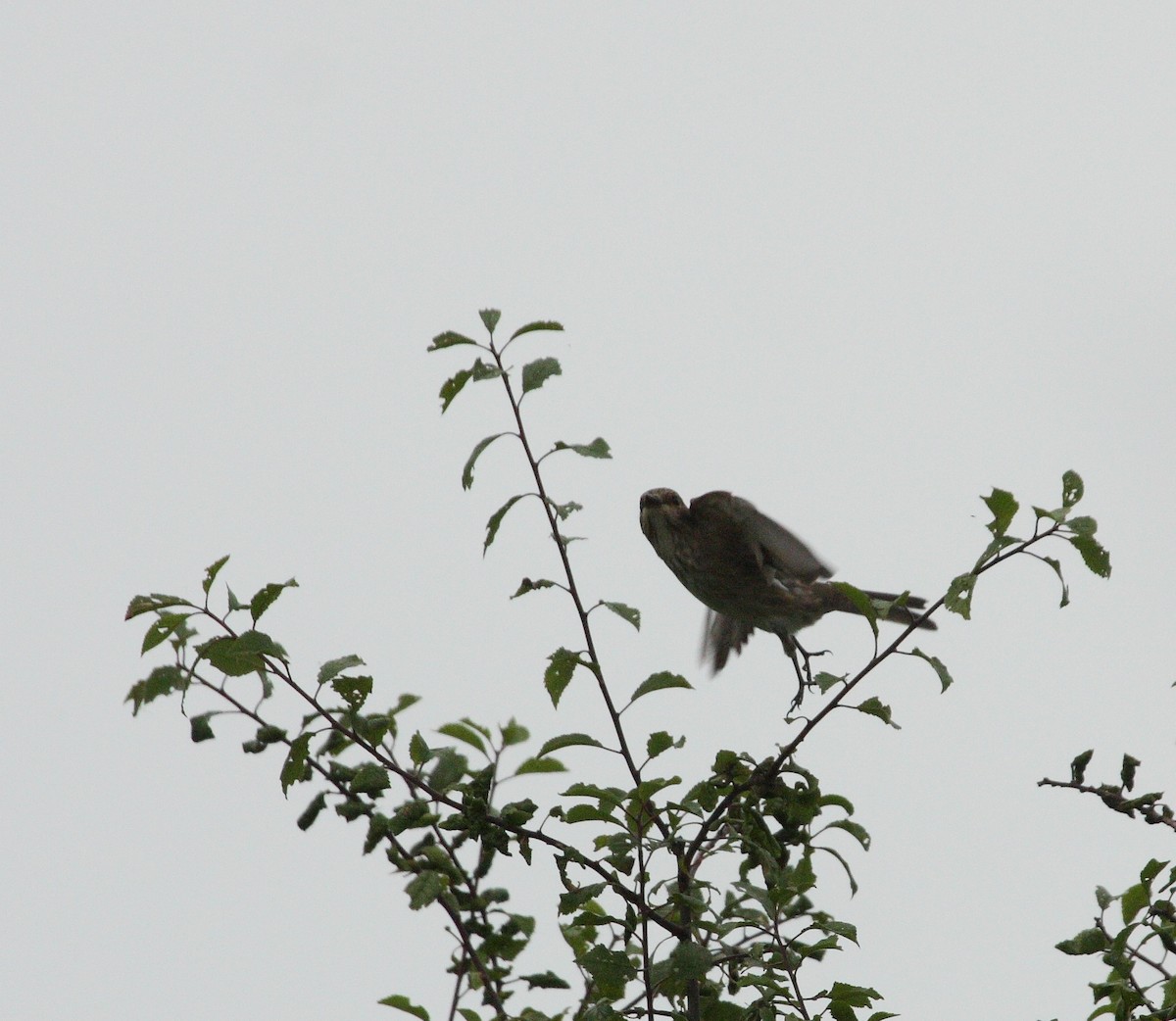 Spotted Flycatcher - ML92064291