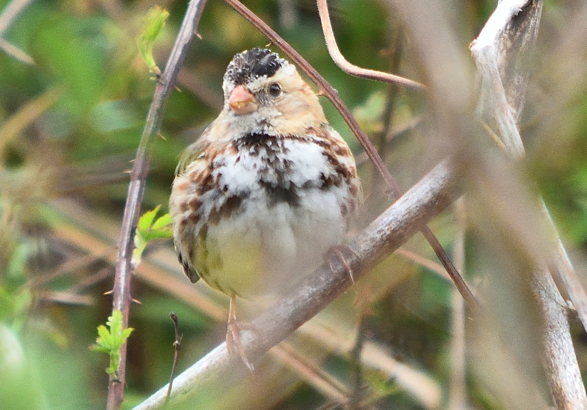 Harris's Sparrow - ML92065641