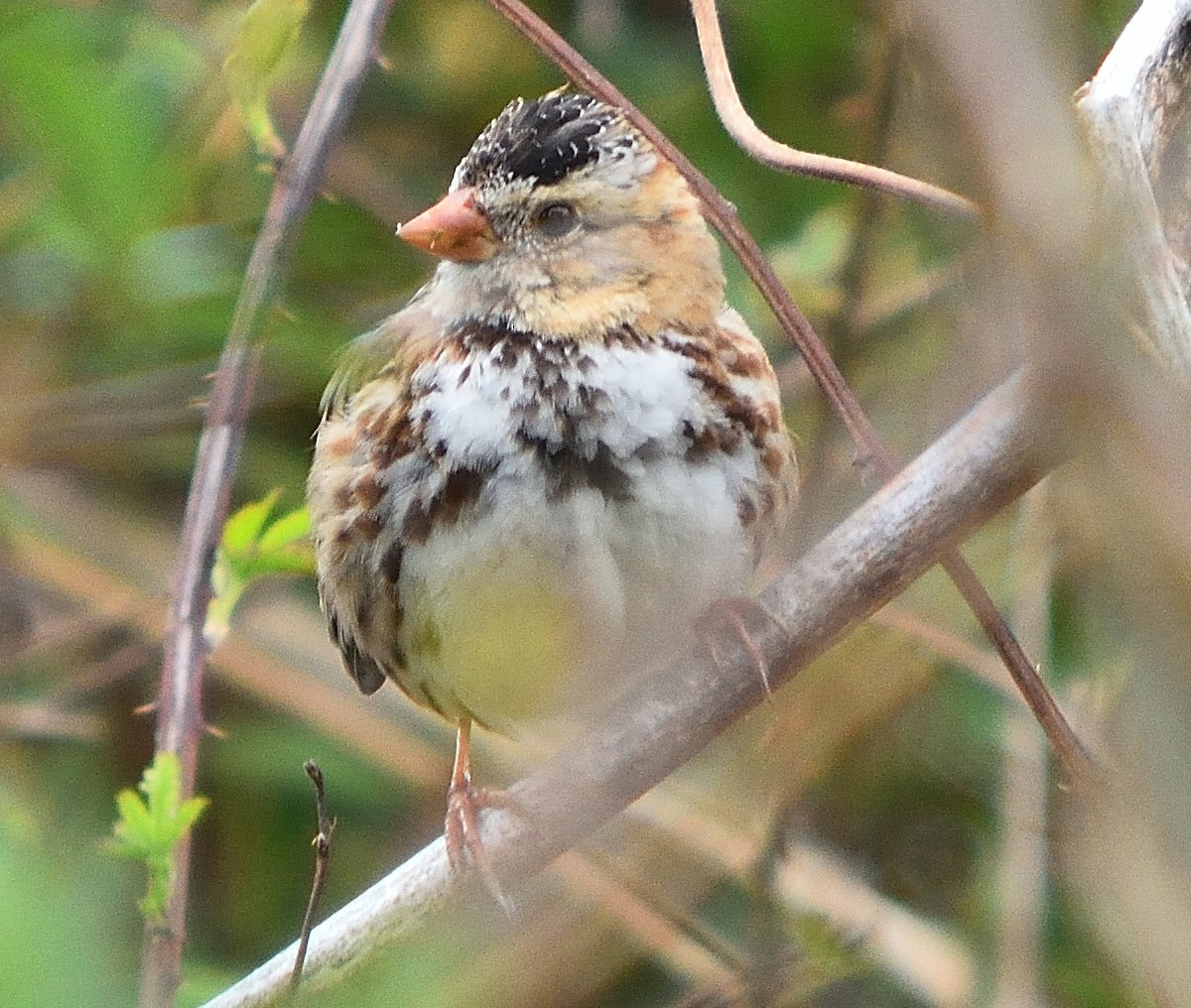 Harris's Sparrow - ML92065681