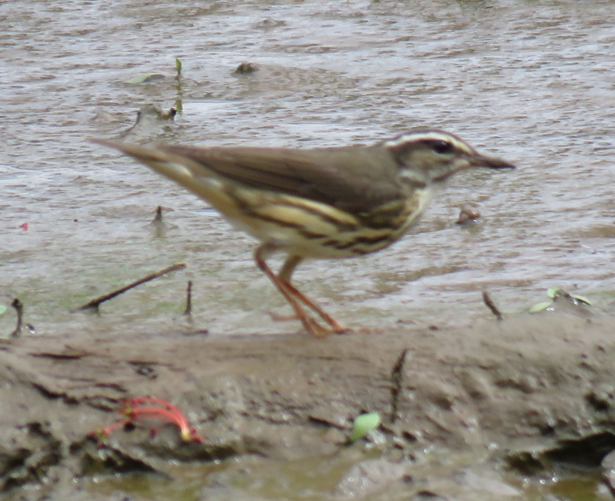 Louisiana Waterthrush - ML92065711