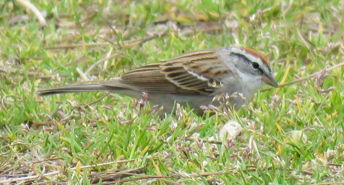 Chipping Sparrow - ML92065771
