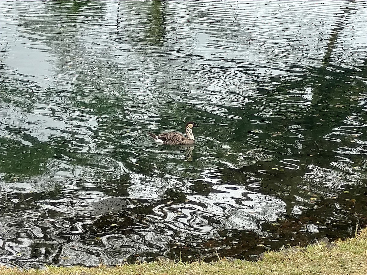 Hawaiian Goose - ML92066521