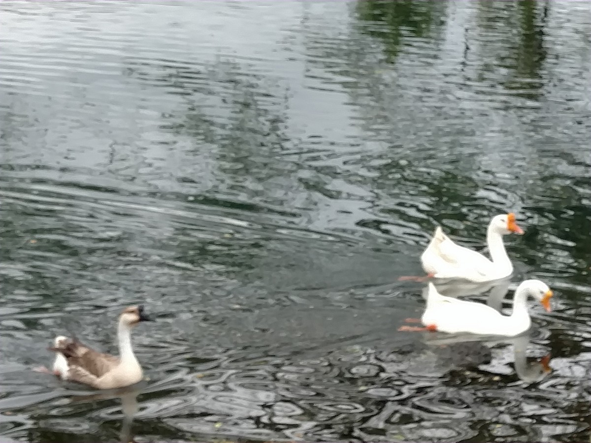 Graylag x Swan Goose (hybrid) - ML92067031