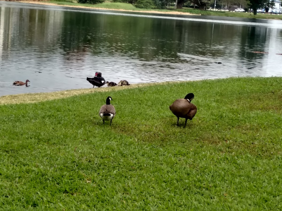 Cackling Goose - ML92067091