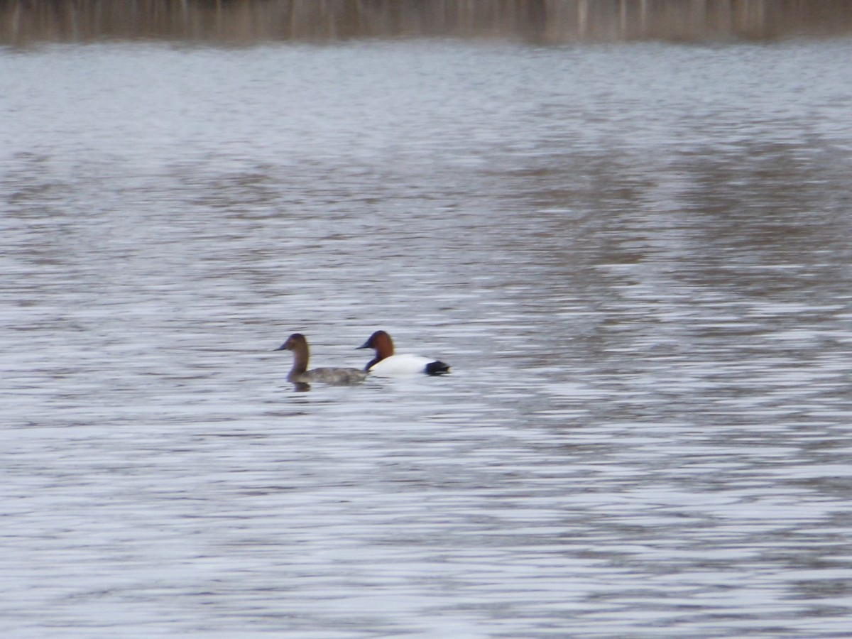 Canvasback - ML92068411