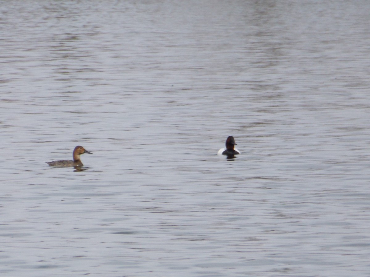 Canvasback - ML92068441