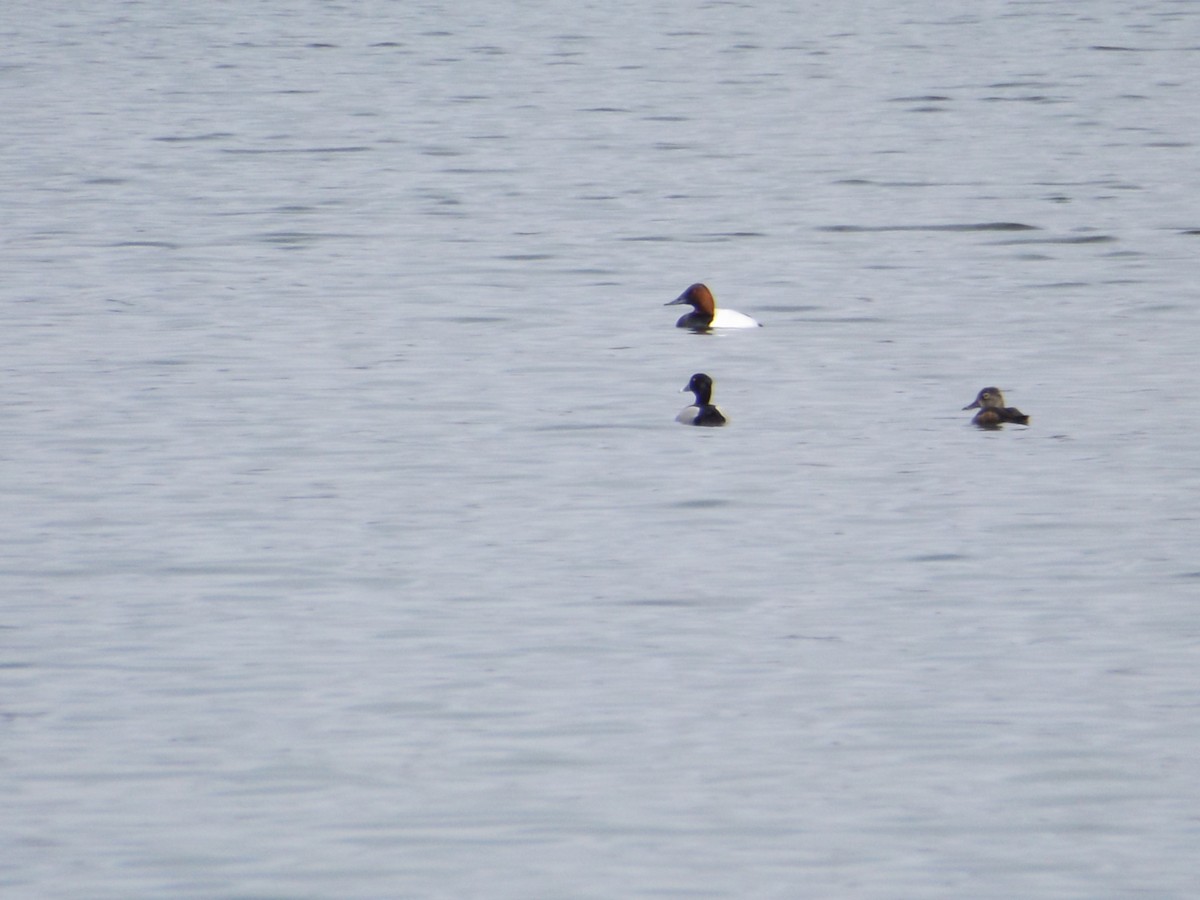 Canvasback - ML92068451