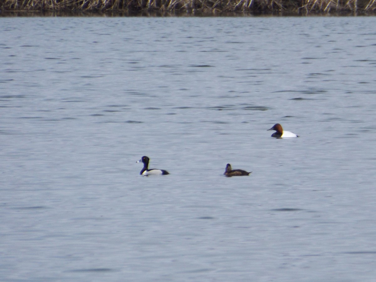 Canvasback - ML92068461