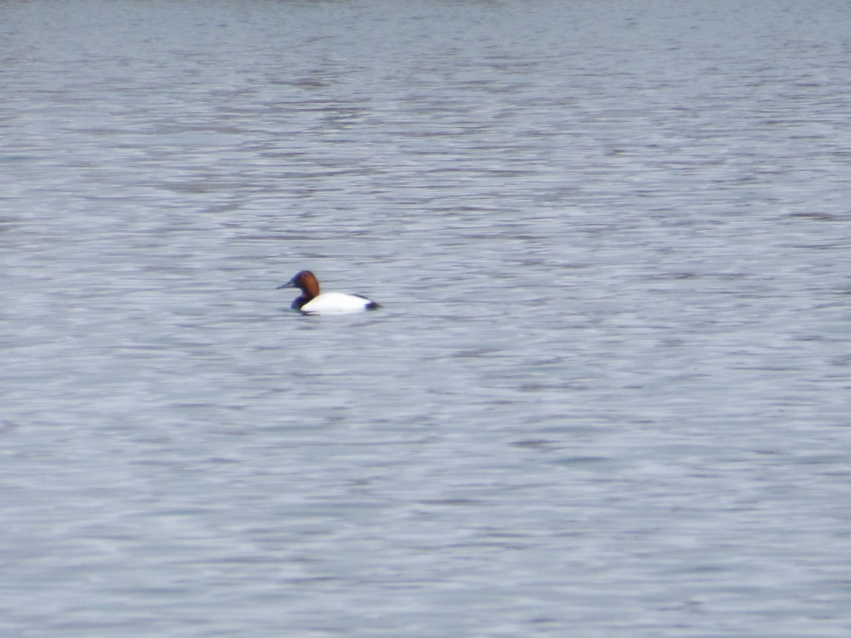 Canvasback - ML92068471
