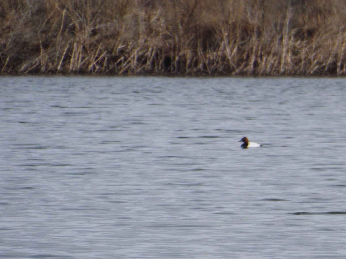 Canvasback - ML92068481