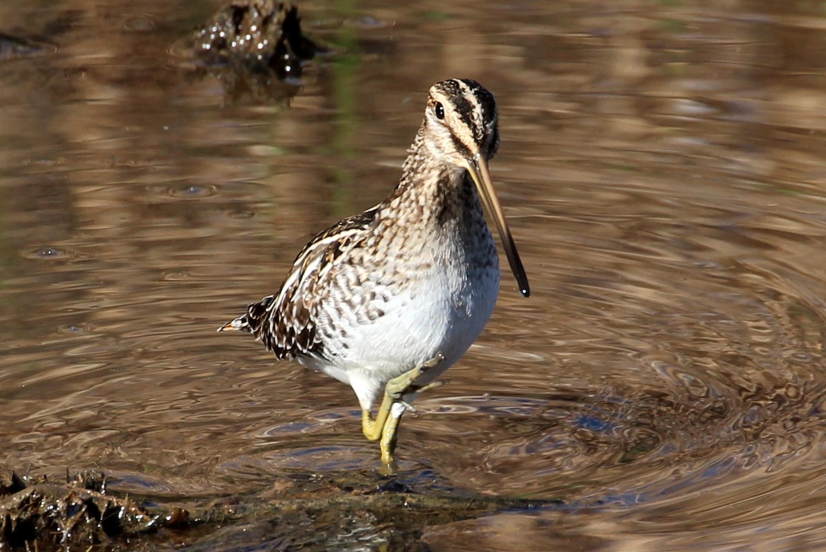 Wilson's Snipe - ML92069081