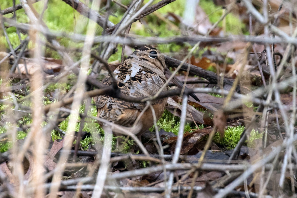 American Woodcock - ML92069361