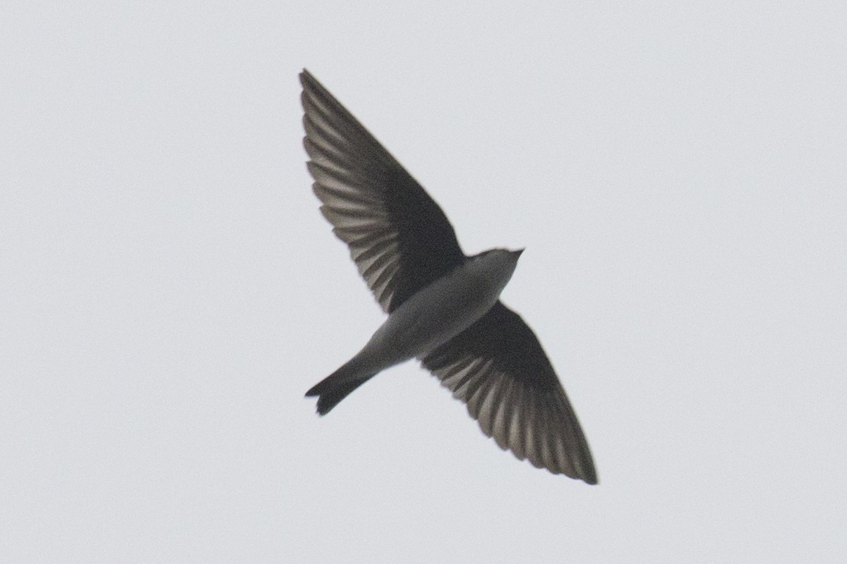 Tree Swallow - ML92072731