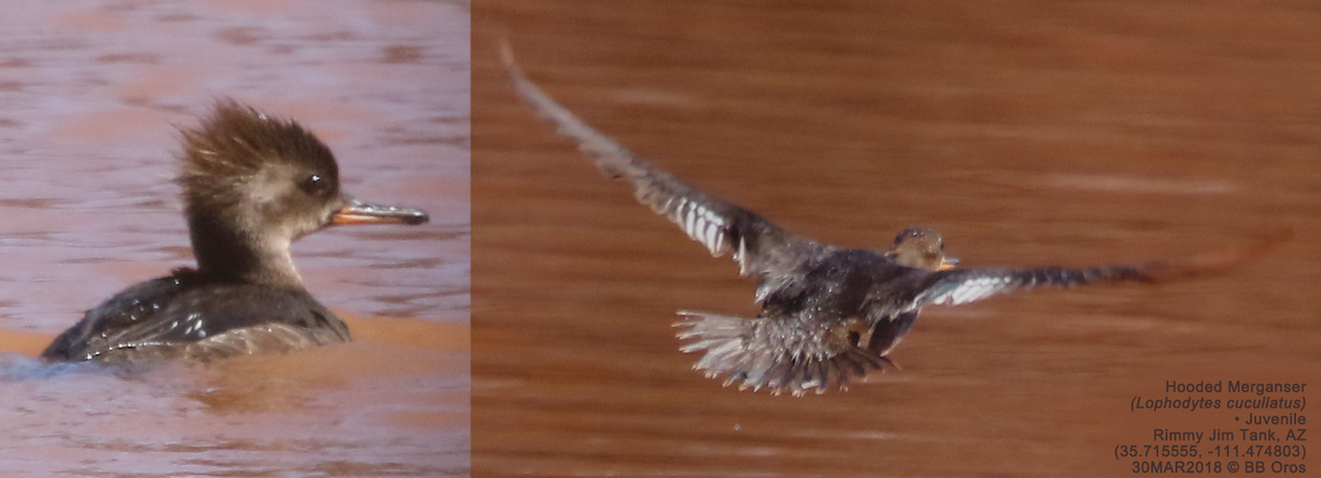 Hooded Merganser - BB Oros