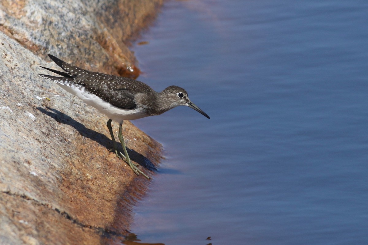 Solitary Sandpiper - ML92075781