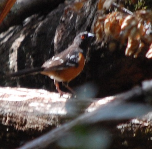 Spotted Towhee - ML92078061