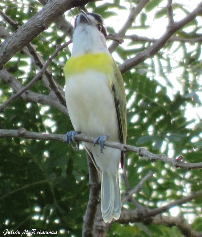 Green-backed Becard - Julián Retamoza