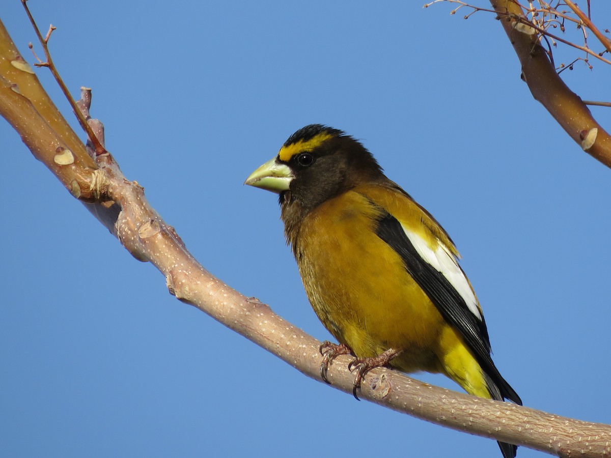 Evening Grosbeak (type 1) - ML92079901