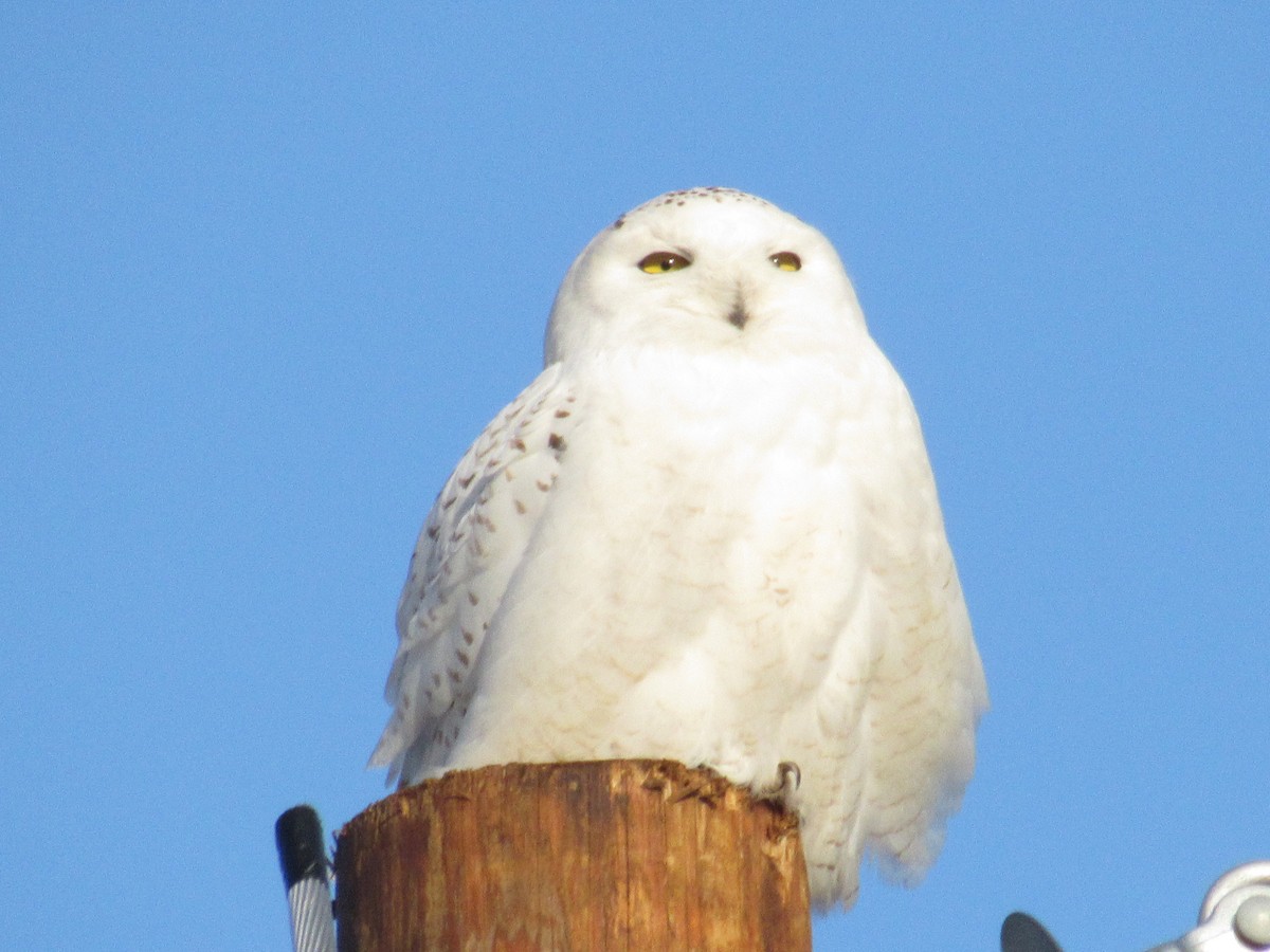 Snowy Owl - Floyd "Luke"  Patrick